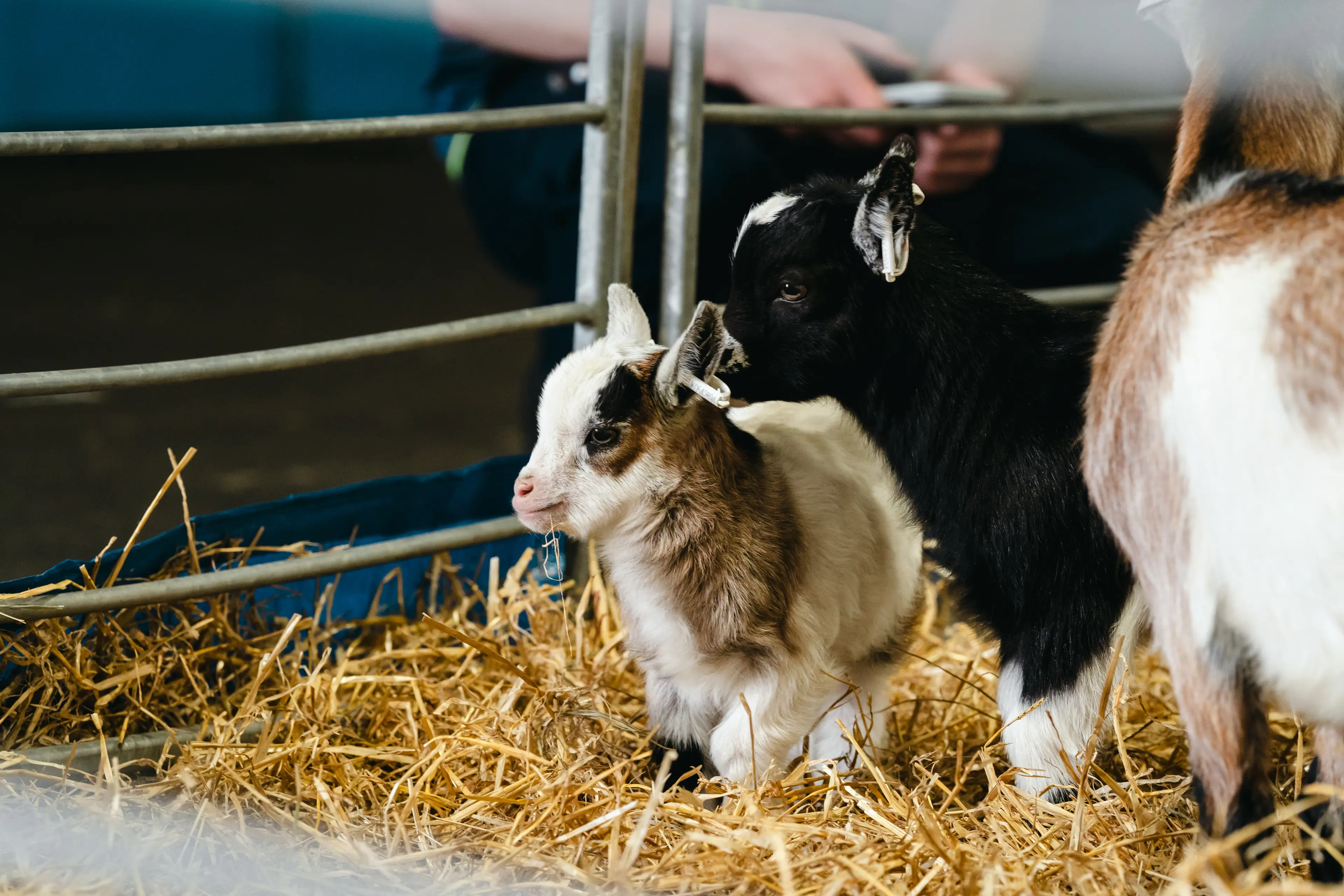 Three small goats stand on straw in a penned petting-zoo area.