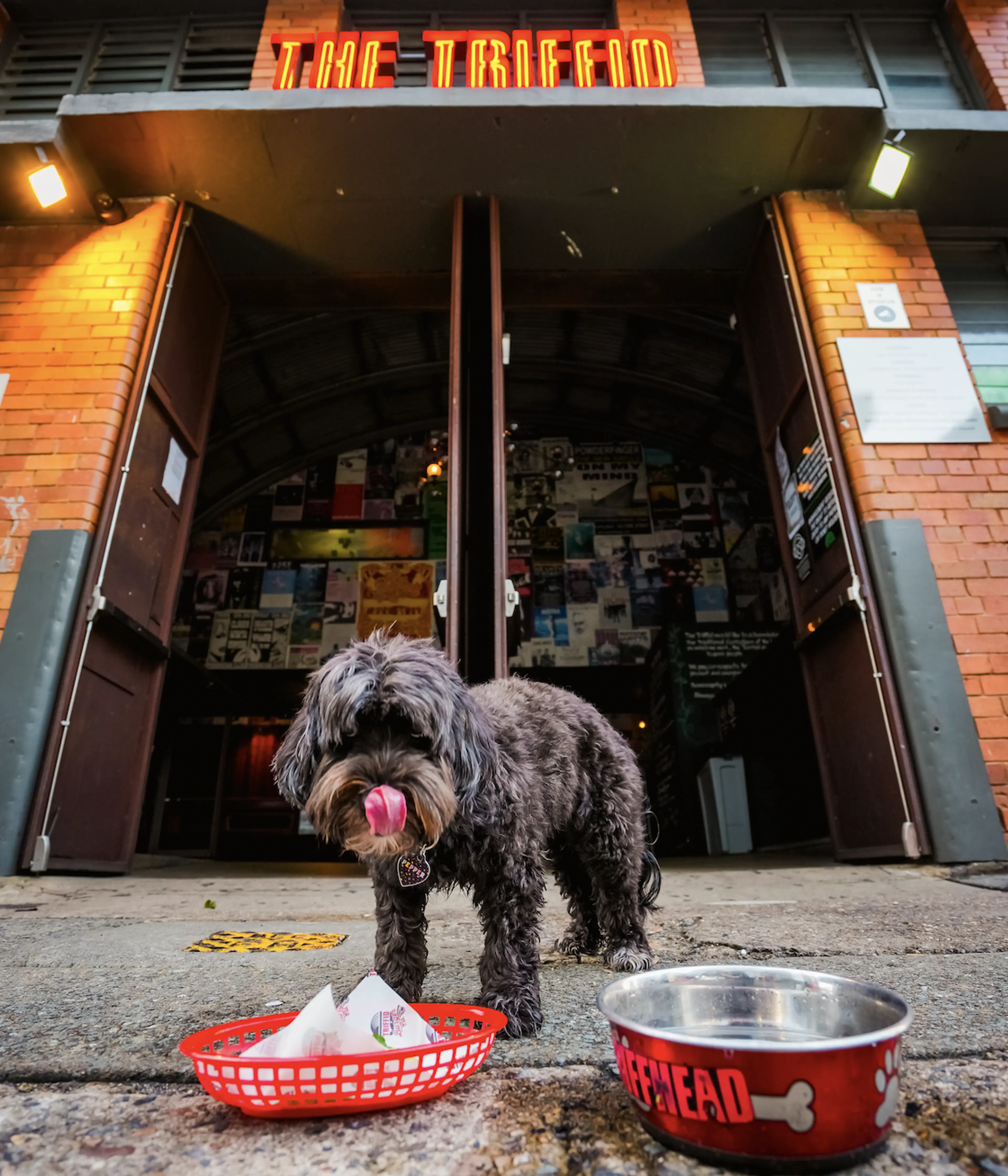 The Triffid Beer Garden